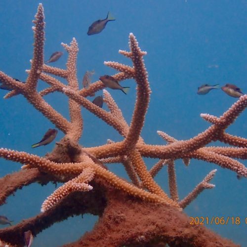 reef_restoration_panama_img_10