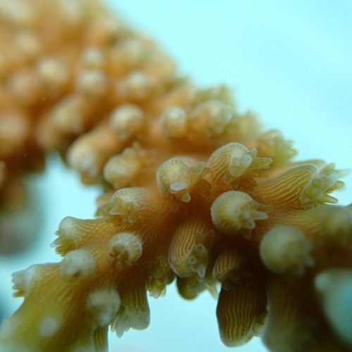 reef_restoration_panama_img_11