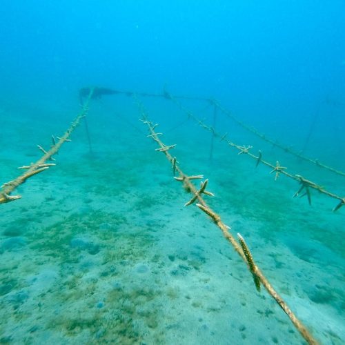 reef_restoration_panama_img_15