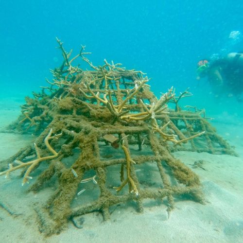 reef_restoration_panama_img_16